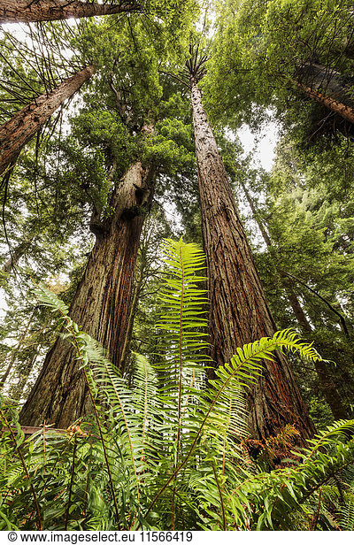 'Ferns and Redwood trees Redwood National and State Parks; California United States of America'