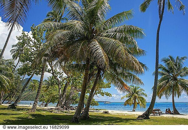Öffentlicher Strand Opunohu Beach und Ta'ahiamanu Beach in Moorea  Cook's Capitan Bay  Französisch-Polynesien  Gesellschaftsinseln  Südpazifik.