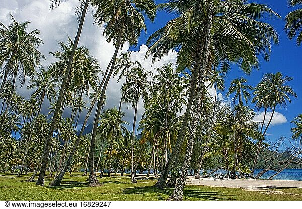 Öffentlicher Strand Opunohu Beach und Ta'ahiamanu Beach in Moorea  Cook's Capitan Bay  Französisch-Polynesien  Gesellschaftsinseln  Südpazifik.