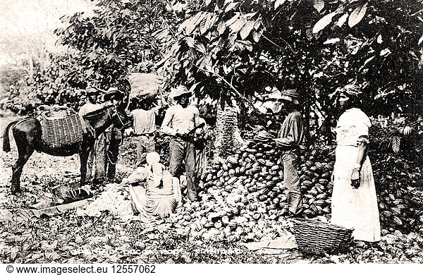 Öffnen von Kakaoschoten  Trinidad  Trinidad und Tobago  um 1900.Künstler: Stark