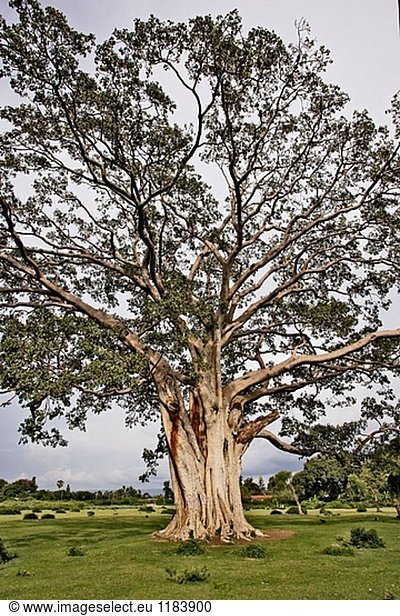 (Ficus sp.) Feigenbaum Früchte. Maulbeergewächse (Moraceae). Awassa. Äthiopien.
