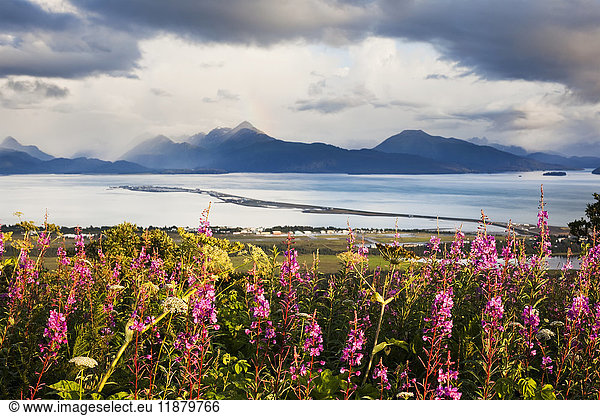 'Fireweed (Chamaenerion angustifolium) blossoming in the foreground with Homer Spit  Kachemak Bay and the Kenai Mountains in the background; Homer  Alaska  United States of America'
