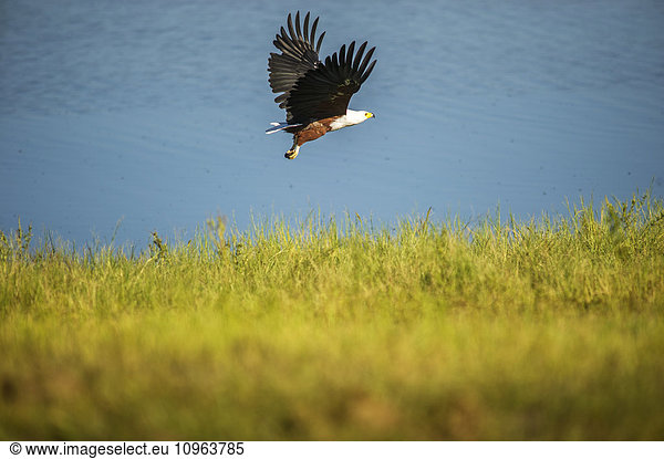 'Fish Eagle (Haliaeetus vocifer)  Chobe National Park; Kasane  Botswana'