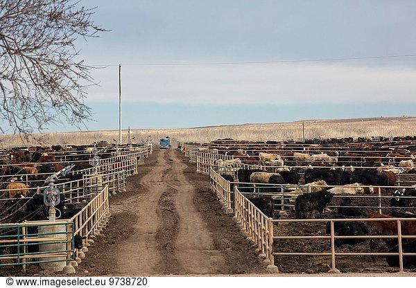 5 Fluss Rind füttern Entdeckung 12 Colorado Betrieb Million