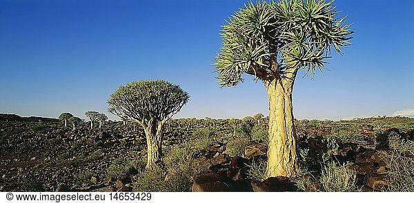 Ãœ Geografie  Namibia  Landschaften  KÃ¶cherbaumwald bei Keetmanshoop  SÃ¼dwestafrika