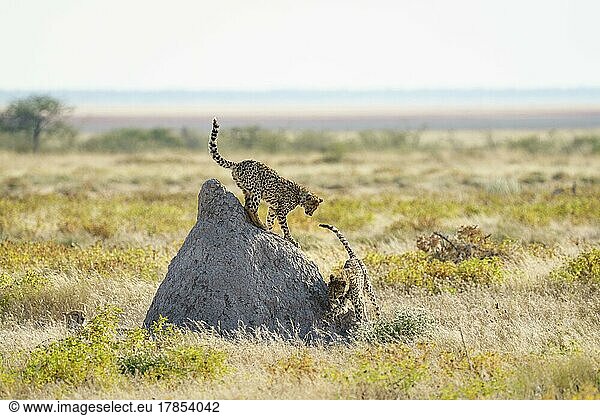 2 Geparde (Acinonyx Jubatus)  ein Tier auf einem Termitenberg. Etosha National Park  Namibia  Afrika