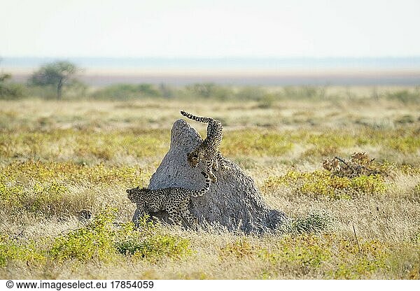 2 Geparde (Acinonyx Jubatus)  ein Tier springt den Termitenberg hinunter. Etosha National Park  Namibia  Afrika