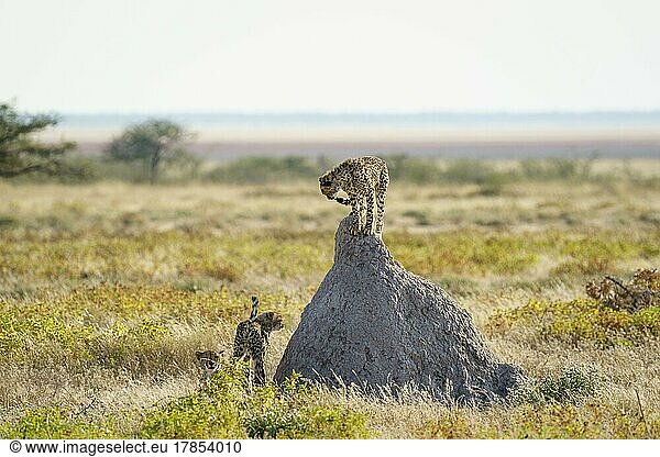 2 Geparde (Acinonyx Jubatus)  ein Tier steht auf einem Termitenhügel. Etosha National Park  Namibia  Afrika