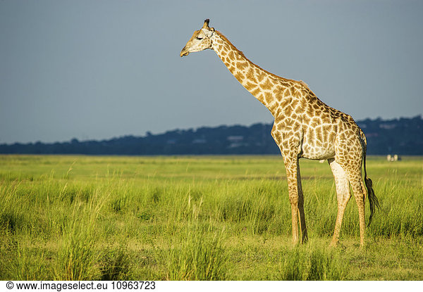 'Giraffe (Giraffa camelopardalis)  Chobe National Park; Kasane  Botswana'