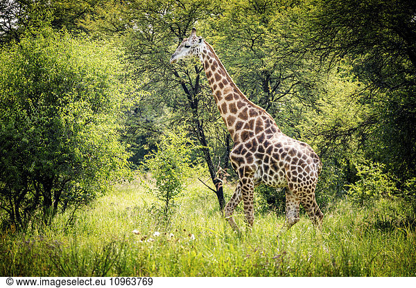 'Giraffe (Giraffa camelopardalis) wandering around the Dinokeng Game Reserve; Pretoria  Gautang  South Africa'