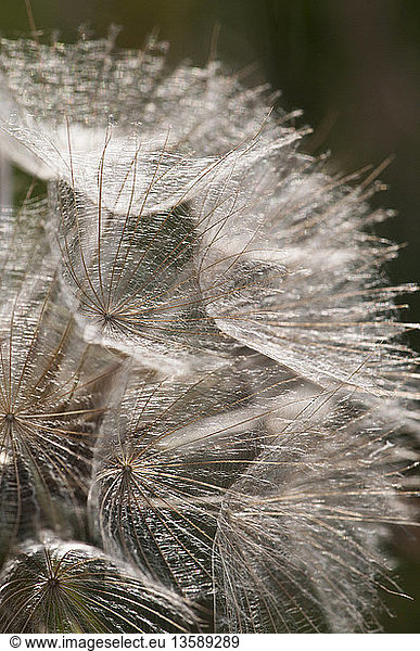 'Goat´s beard  Tragopogon pratensis  close up showing the delicate pattern.'