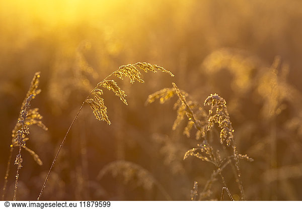'Golden sunlight illuminating tall grasses  Kachemak Bay; Homer  Alaska  United States of America'
