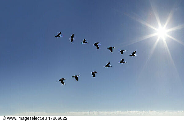 Ägyptische Gans (Alopochen aegyptiaca) fliegt in V-Formation am sonnigen Himmel