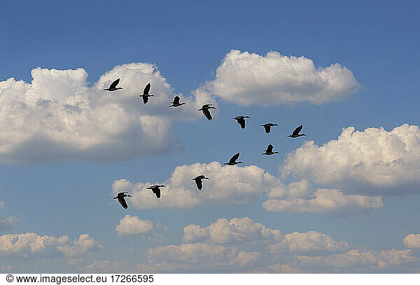 Ägyptische Gans (Alopochen aegyptiaca) fliegt in V-Formation gegen Wolken