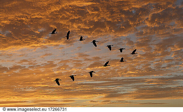 Ägyptische Gans (Alopochen aegyptiaca) fliegt in V-Formation gegen Wolken bei Sonnenuntergang