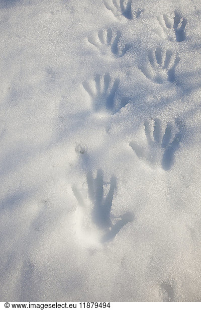 'Hand prints in the snow; Alaska  United States of America'