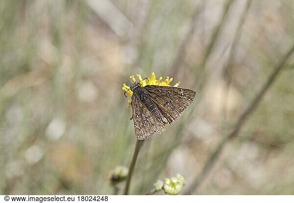 (Hesperiidae)  Andere Tiere  Insekten  Schmetterlinge  Tiere  Persius Duskywing  Utah America