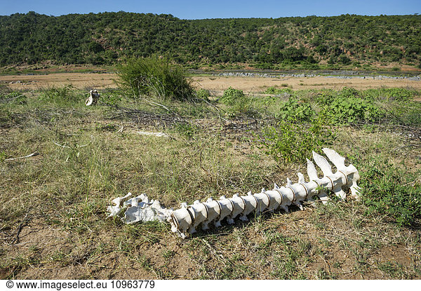 'Hippo remains (Hippopotamus amphibius)  Kruger National Park; South Africa'