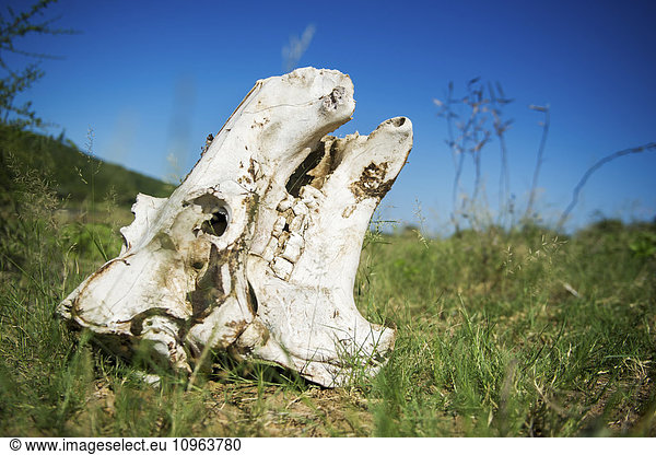 'Hippopotamus skull (Hippopotamus amphibius)  Kruger National Park; South Africa'