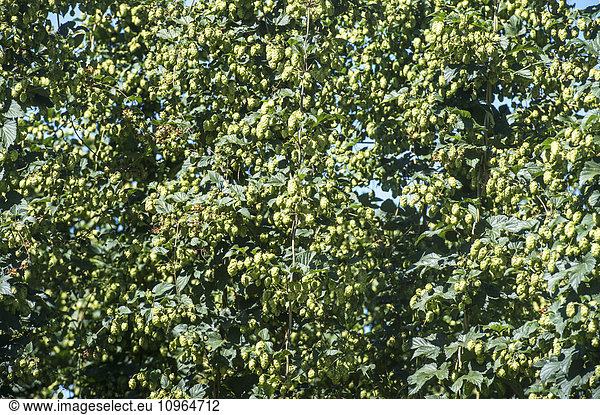'Hops (Humulus lupulus) on a farm for beer brewing; George Western Cape South Africa'