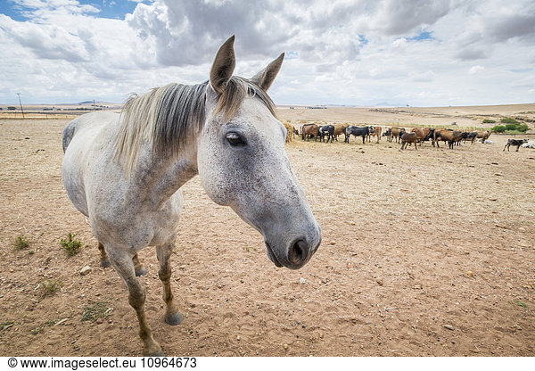 'Horse with cows in the background; Cape Town  Western Cape  South Africa'