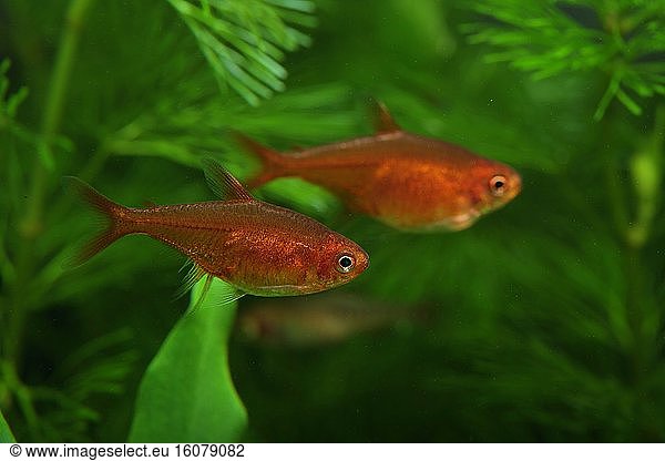 (Hyphessobrycon amandae) (Hyphessobrycon amandae), almond Tetra in ...