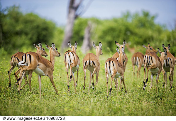 'Impala (Aepyceros melampus) Chobe National Park; Kasane Botswana'