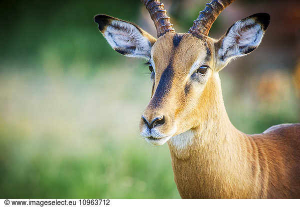 'Impala (Aepyceros melampus)  Kruger National Park; South Africa'