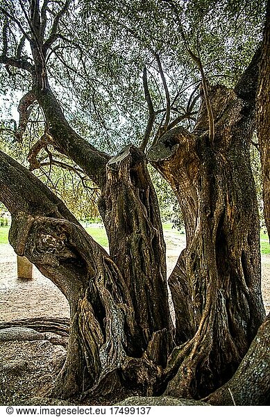 1200 Jahre alter Olivenbaum  archäologischen Fundstätte Filitosa  Korsika  Filitosa  Korsika  Frankreich  Europa