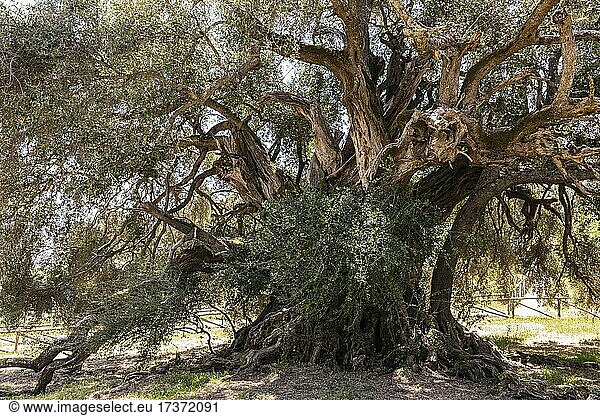 4000-Jahre alter Olivenbaum (Olga europaea) Santo Baltolu di Carina bei Lauras am Lago di Liscia  innere Gallura  Sardinien  Italien  Europa