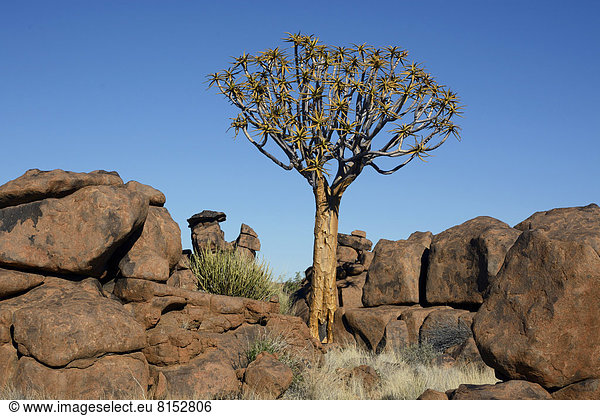 'Köcherbaum (Aloe dichotoma) und Felsformationen am ''Spielplatz der Riesen'''