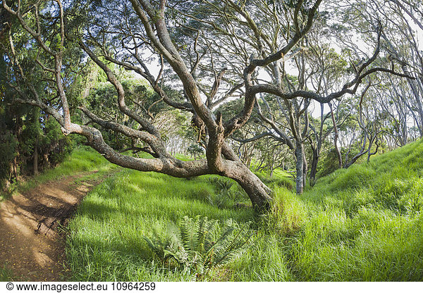 'Koa trees (Koa acacia) in Keanakolu State Park along Mana Road; Keanakolu  Island of Hawaii  Hawaii  United States of America'