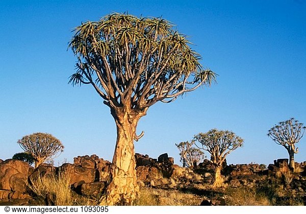 ´Kokerboom´ oder Köcher Bäume (Aloe Dichotoma). Keetmanshoop, Namibia