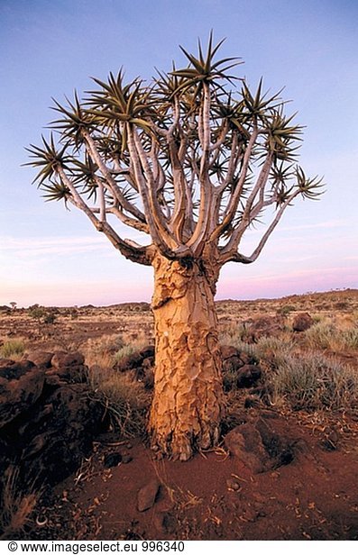 ´Kokerboom´ oder Quiver Tree (Aloe Dichotoma). Keetmanshoop,  Namibia