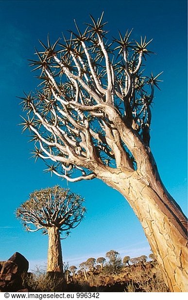 ´Kokerboom´ oder Köcher Bäume (Aloe Dichotoma). Keetmanshoop Namibia