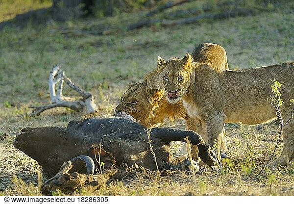 2 Löwinnen beim Fressen eines Kapbüffelkadavers. 1 Tier beißt ein Stückchen Fleisch ab. 1 Löwe schaut in die Kamera. Bwabwata-Nationalpark  Botsuana