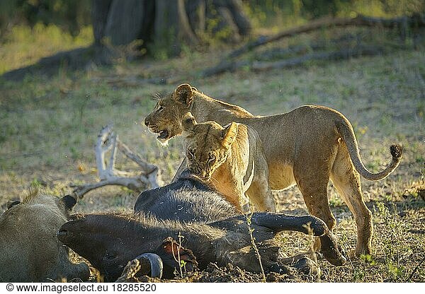 2 Löwinnen beim Fressen eines Kapbüffelkadavers. 1 Tier beißt gerade ein Stück Fleisch ab. Bwabwata-Nationalpark  Botsuana