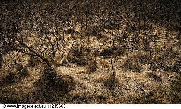 'Landscape of dead and withered trees on brown grass; Saskatchewan  Canada'
