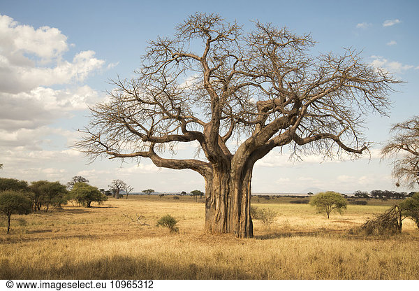 'Leafless baobab tree during dry season Tarangire National Park; Tanzania'