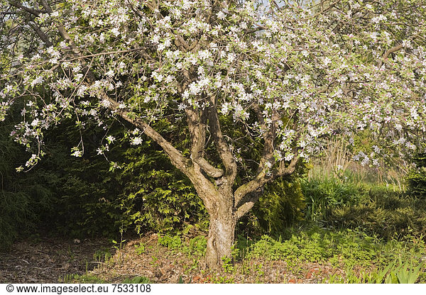'''Liberty'' Apfelbaum in einem landschaftlich-gestalteten Vorgarten im Frühling Lanaudiere Quebec Kanada'