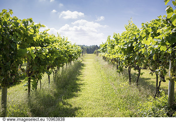 'Long rows of wine grape vines at vineyard; Maryland  United States of America'