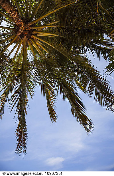 'Looking up into a palm tree against a bright blue sky; Tamarindo  Costa Rica'