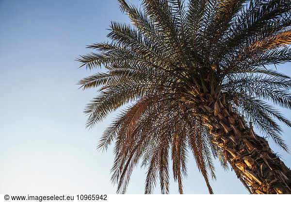 'Low angle view of a palm tree against a blue sky; Migdal  Israel'