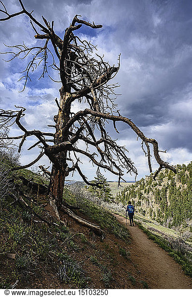 Ältere Frau beim Wandern an einem toten Baum in Colorado