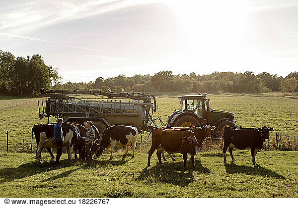 Ältere Landwirte stehen mit Kühen auf dem Feld an einem sonnigen Tag