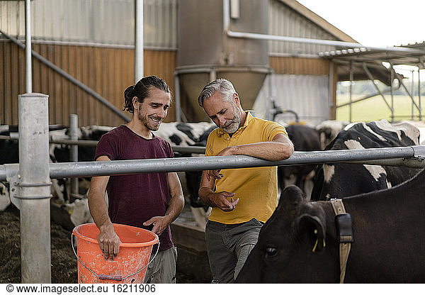 Älterer Bauer mit erwachsenem Sohn im Kuhstall auf einem Bauernhof