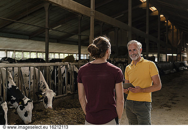Älterer Bauer mit Tablet und erwachsenem Sohn im Kuhstall auf einem Bauernhof