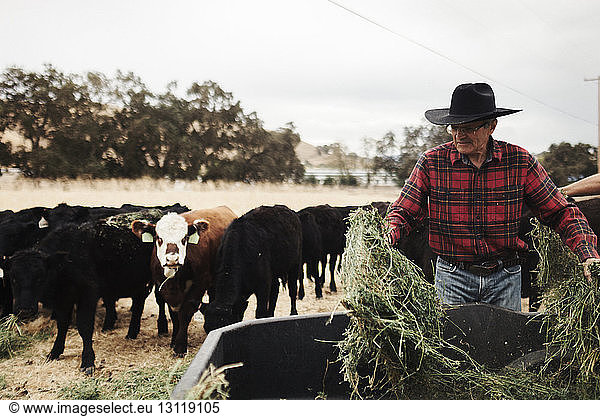 Älterer Mann packt Gras in Container für Vieh auf dem Bauernhof