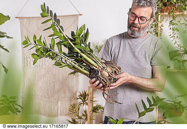 Älterer Mann untersucht zu Hause stehend die Wurzeln der Pflanze Zamioculcas Zamiifolia
