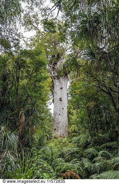 Ältester Kauri-Baum  T?ne Mahuta  Lord des Waldes oder Gott des Waldes  dichter Regenwald  Waipoua Forest  Northland  Nordinsel  Neuseeland  Ozeanien